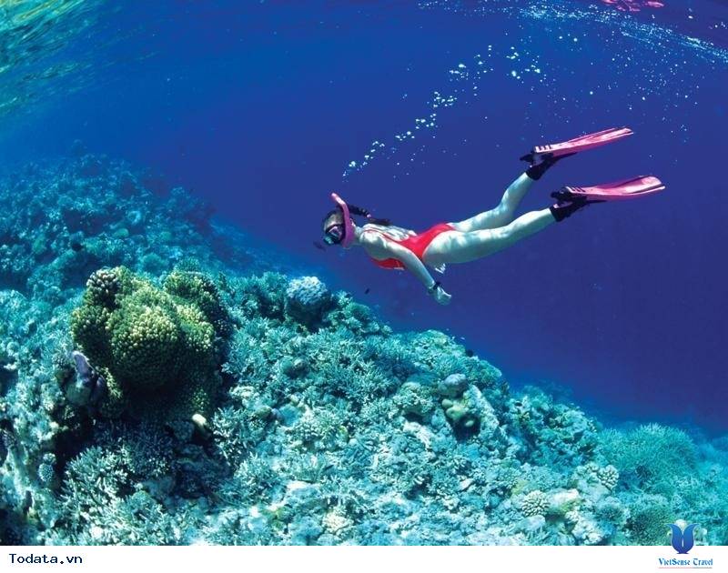 Khám phá khu rừng dưới lòng đại dương của Maldives - Ảnh 2 Khám phá khu rừng dưới lòng đại dương của Maldives - Ảnh 2