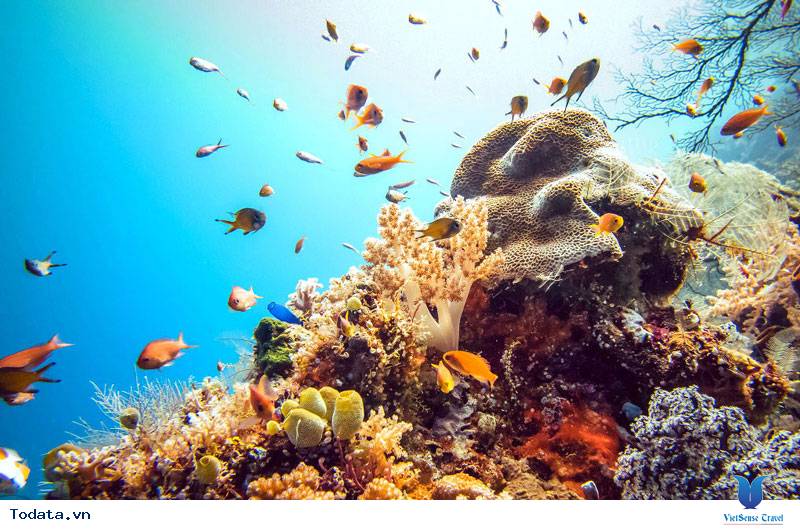 Khám phá khu rừng dưới lòng đại dương của Maldives - Ảnh 1 Khám phá khu rừng dưới lòng đại dương của Maldives - Ảnh 1