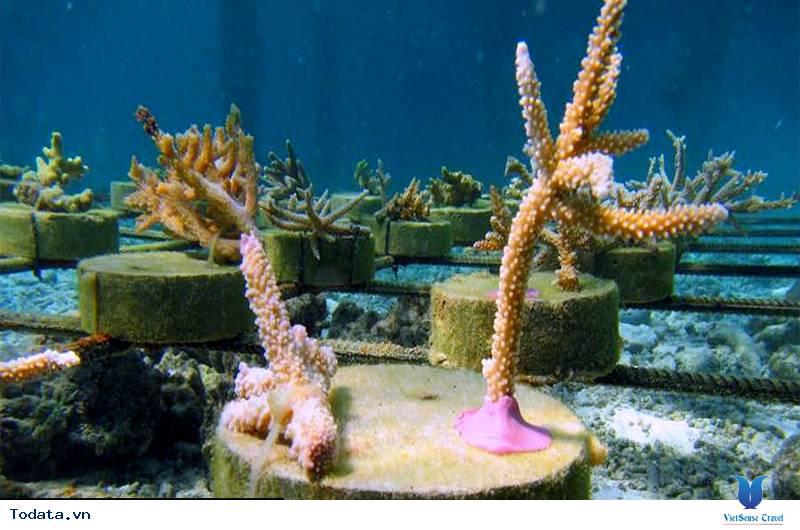 Khám phá khu rừng dưới lòng đại dương của Maldives - Ảnh 3 Khám phá khu rừng dưới lòng đại dương của Maldives - Ảnh 3