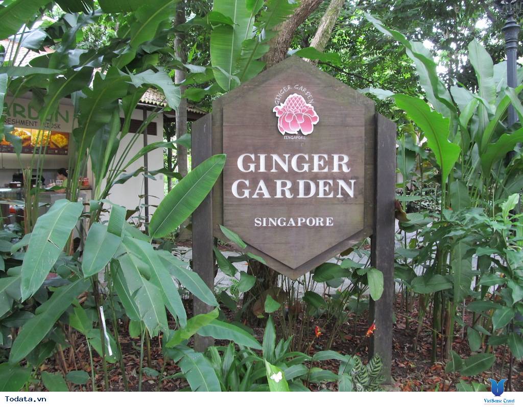 Khám Phá Thế Giới Thực Vật Tại Vườn Bách Thảo Của Singapore - Ảnh 7 Khám Phá Thế Giới Thực Vật Tại Vườn Bách Thảo Của Singapore - Ảnh 7