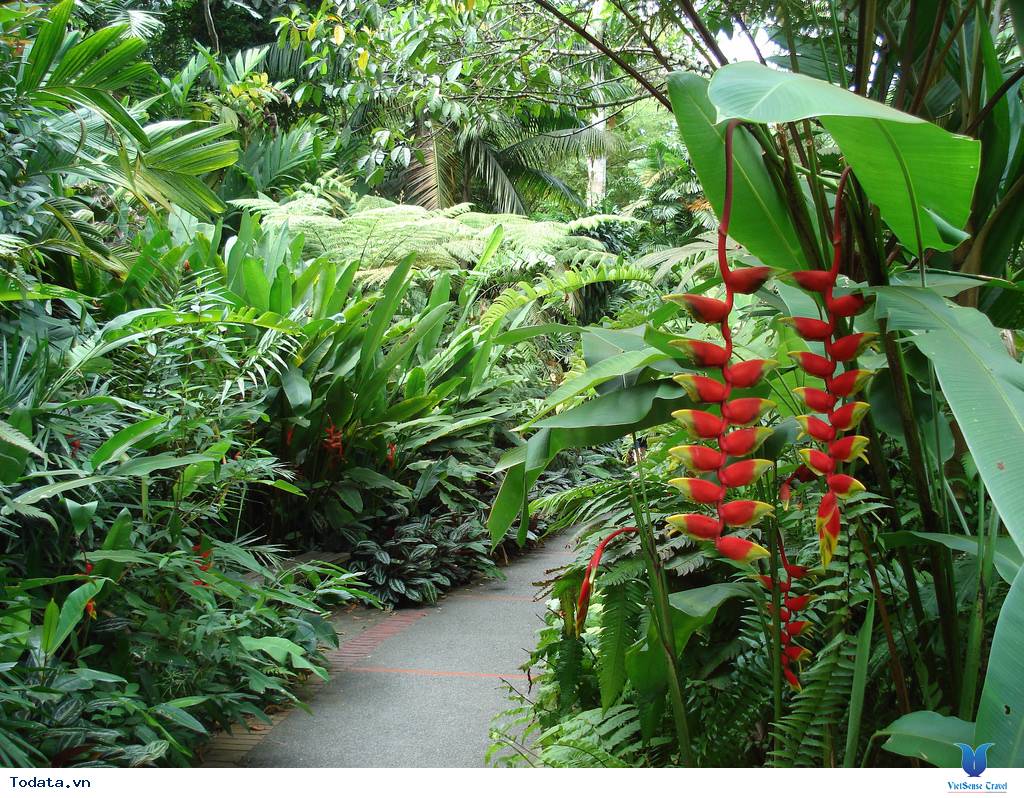 Khám Phá Thế Giới Thực Vật Tại Vườn Bách Thảo Của Singapore - Ảnh 8 Khám Phá Thế Giới Thực Vật Tại Vườn Bách Thảo Của Singapore - Ảnh 8