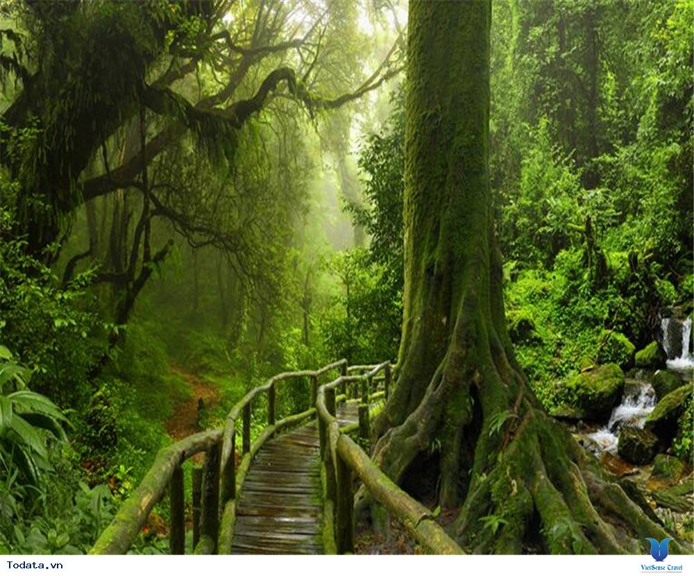 Khám Phá Thế Giới Thực Vật Tại Vườn Bách Thảo Của Singapore - Ảnh 10 Khám Phá Thế Giới Thực Vật Tại Vườn Bách Thảo Của Singapore - Ảnh 10