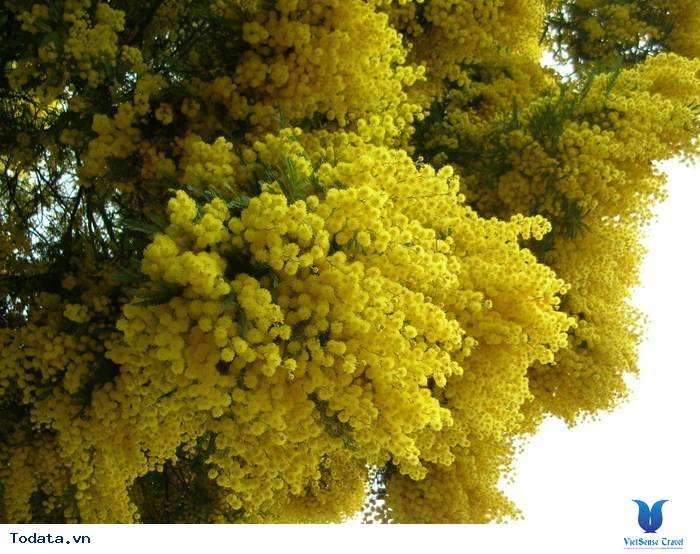 Khám phá vẻ đẹp của thành phố ngàn hoa - Ảnh 5 Khám phá vẻ đẹp của thành phố ngàn hoa - Ảnh 5