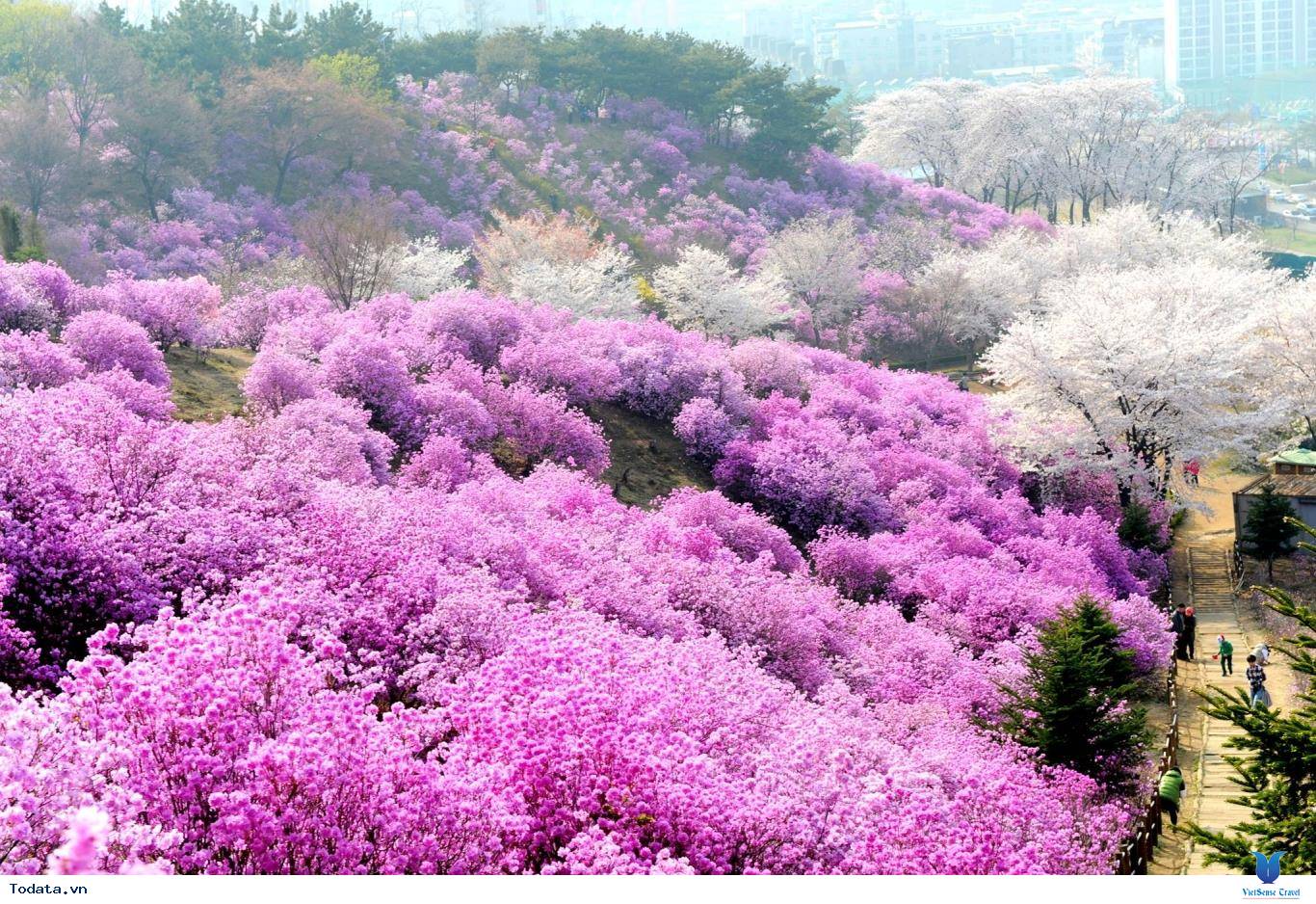 Khám phá vẻ đẹp của thành phố ngàn hoa - Ảnh 3 Khám phá vẻ đẹp của thành phố ngàn hoa - Ảnh 3