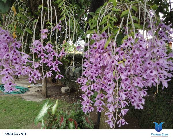 Khám phá vẻ đẹp của thành phố ngàn hoa - Ảnh 8 Khám phá vẻ đẹp của thành phố ngàn hoa - Ảnh 8