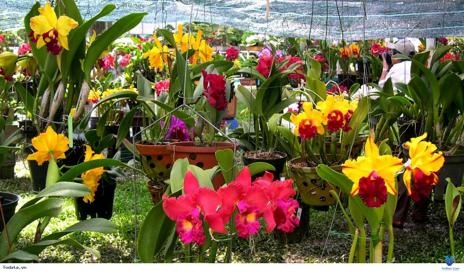 Khám phá vẻ đẹp của thành phố ngàn hoa - Ảnh 7 Khám phá vẻ đẹp của thành phố ngàn hoa - Ảnh 7