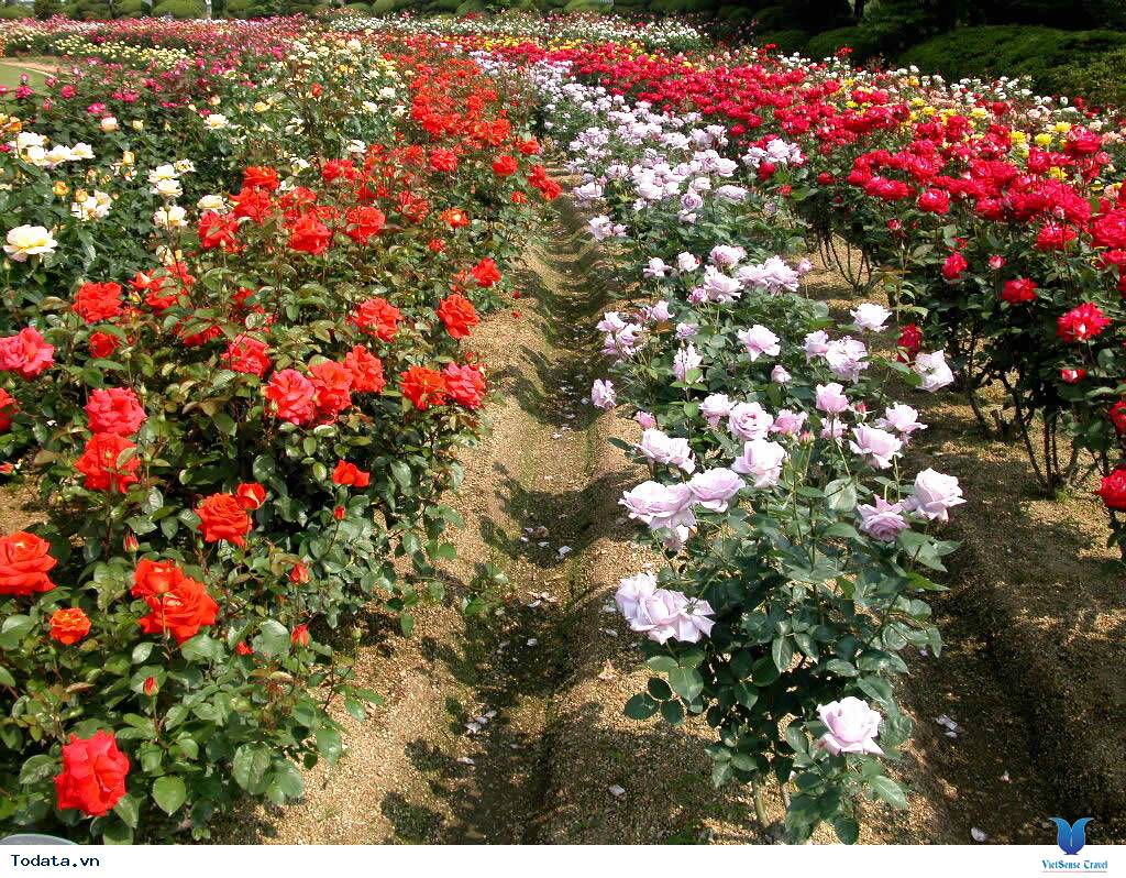 Khám phá vẻ đẹp của thành phố ngàn hoa - Ảnh 4 Khám phá vẻ đẹp của thành phố ngàn hoa - Ảnh 4