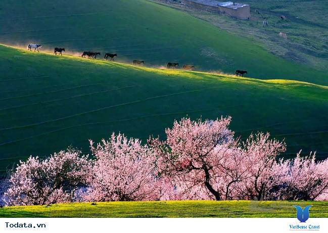 Khám phá vùng thảo nguyên đẹp như tranh vẽ ở Trung Quốc - Ảnh 2