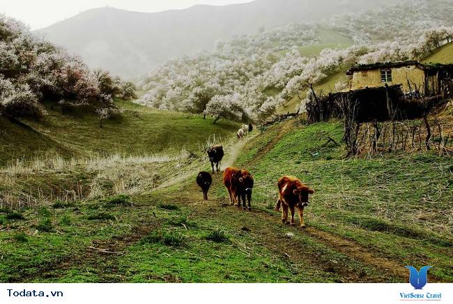 Khám phá vùng thảo nguyên đẹp như tranh vẽ ở Trung Quốc - Ảnh 1