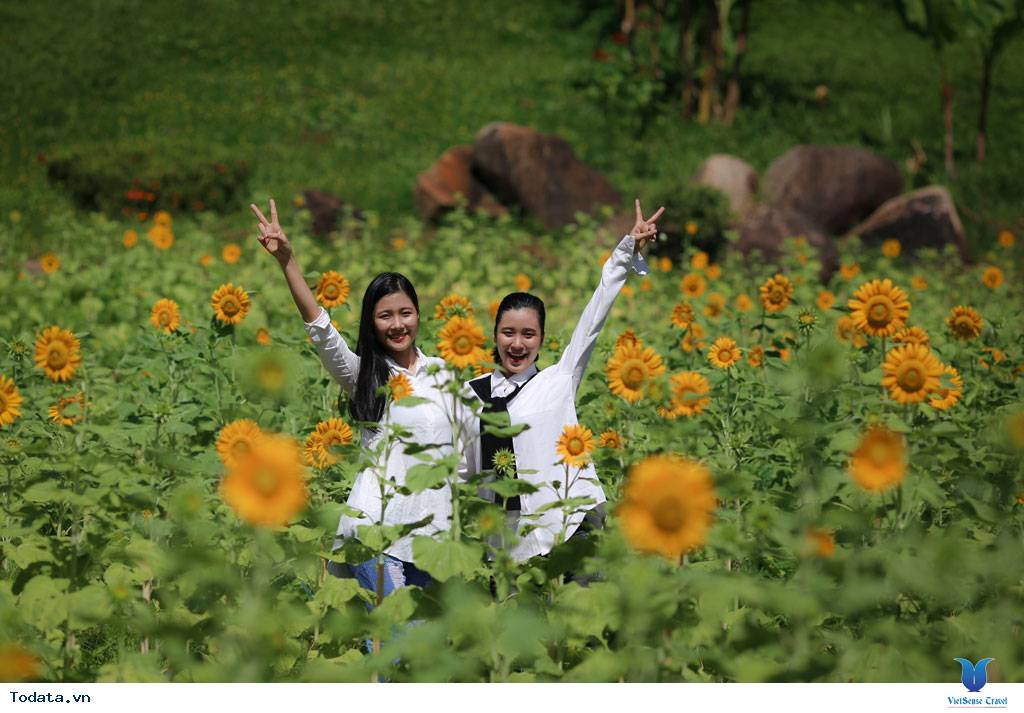 Khánh Hòa: Vườn hướng dương Yang Bay khoe sắc - Ảnh 1