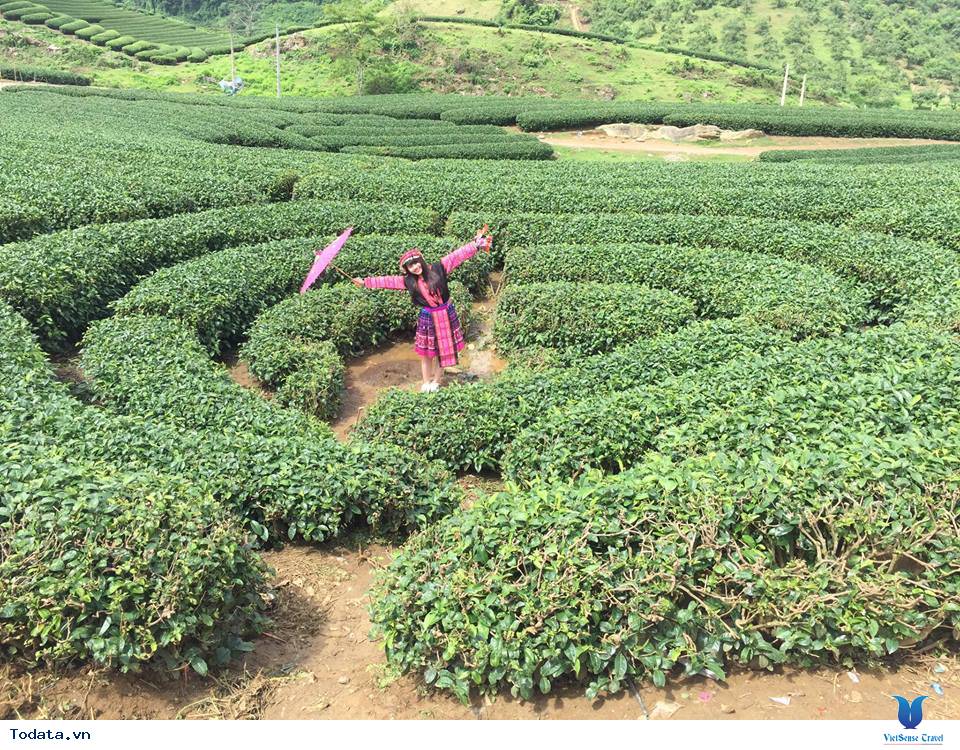 Kinh nghiệm đi du lịch Mộc Châu tự túc 2 ngày 1 đêm - Ảnh 4