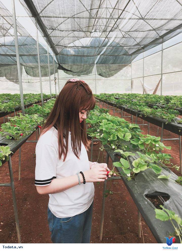 Kinh nghiệm đi du lịch Mộc Châu tự túc 2 ngày 1 đêm - Ảnh 13