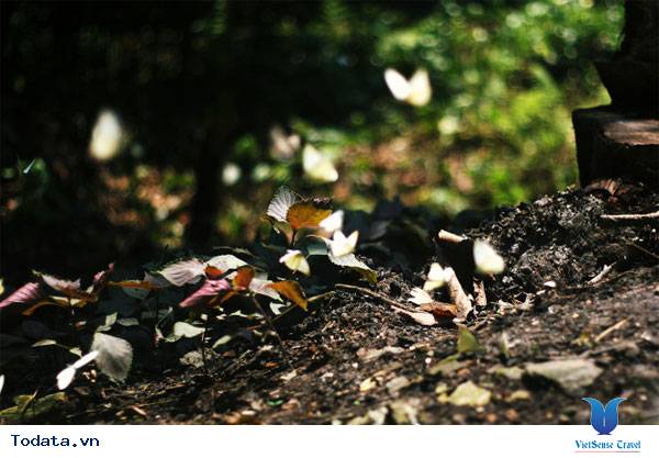 Kinh Nghiệm Săn Bướm Rừng Cúc Phương - Ảnh 6