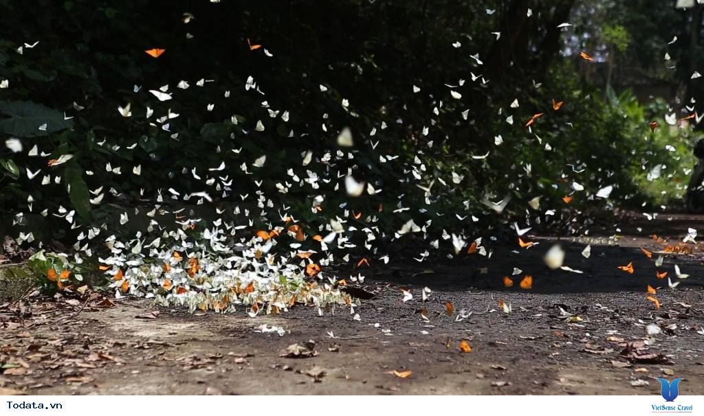 Kinh Nghiệm Săn Bướm Rừng Cúc Phương - Ảnh 7