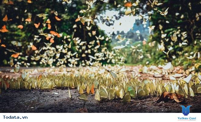 Kinh Nghiệm Săn Bướm Rừng Cúc Phương - Ảnh 3