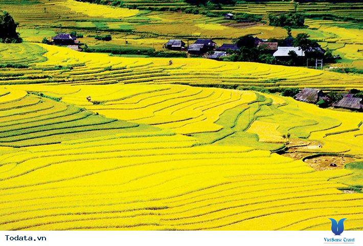 Lạc Bước Trên Cánh Đồng Mường Thanh - Ảnh 3 Lạc Bước Trên Cánh Đồng Mường Thanh - Ảnh 3