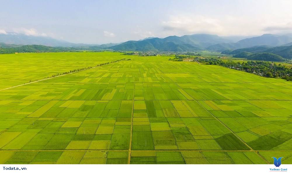 Lạc Bước Trên Cánh Đồng Mường Thanh - Ảnh 12 Lạc Bước Trên Cánh Đồng Mường Thanh - Ảnh 12