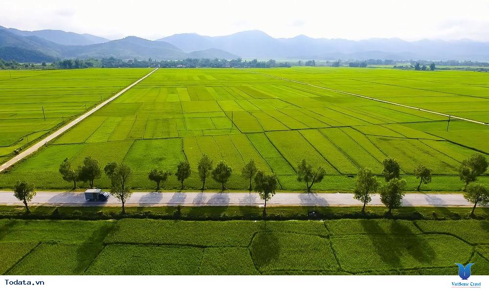 Lạc Bước Trên Cánh Đồng Mường Thanh - Ảnh 10 Lạc Bước Trên Cánh Đồng Mường Thanh - Ảnh 10