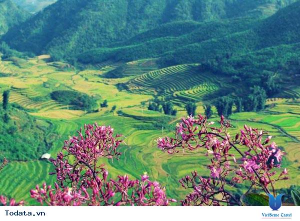 Lạc Bước Trên Cánh Đồng Mường Thanh - Ảnh 2 Lạc Bước Trên Cánh Đồng Mường Thanh - Ảnh 2