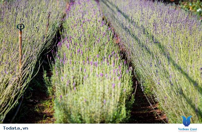 Lạc Lối Giữa Cánh Đồng Lavender Đà Lạt - Ảnh 6 Lạc Lối Giữa Cánh Đồng Lavender Đà Lạt - Ảnh 6