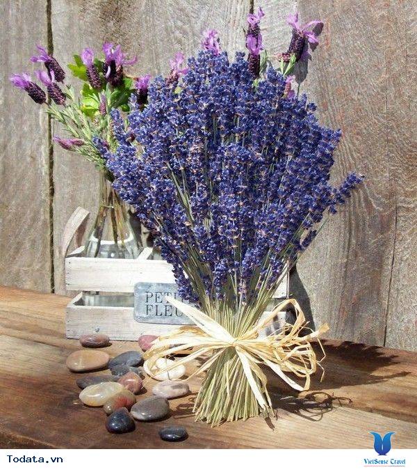Lạc Lối Giữa Cánh Đồng Lavender Đà Lạt - Ảnh 11 Lạc Lối Giữa Cánh Đồng Lavender Đà Lạt - Ảnh 11