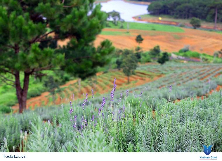 Lạc Lối Giữa Cánh Đồng Lavender Đà Lạt - Ảnh 8 Lạc Lối Giữa Cánh Đồng Lavender Đà Lạt - Ảnh 8