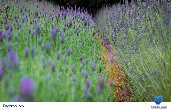 Lạc Lối Giữa Cánh Đồng Lavender Đà Lạt - Ảnh 7 Lạc Lối Giữa Cánh Đồng Lavender Đà Lạt - Ảnh 7