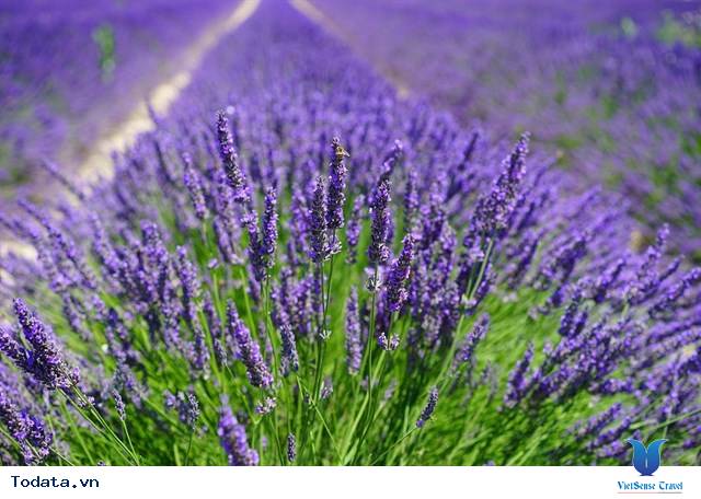 Lạc Lối Giữa Cánh Đồng Lavender Đà Lạt - Ảnh 3 Lạc Lối Giữa Cánh Đồng Lavender Đà Lạt - Ảnh 3