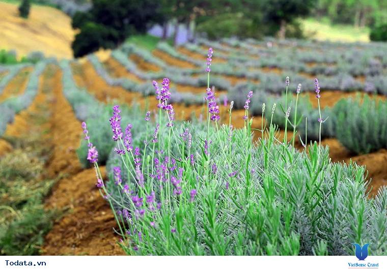 Lạc Lối Giữa Cánh Đồng Lavender Đà Lạt - Ảnh 9 Lạc Lối Giữa Cánh Đồng Lavender Đà Lạt - Ảnh 9