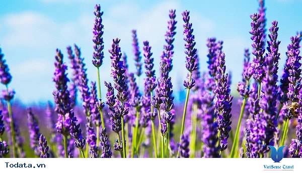 Lạc Lối Giữa Cánh Đồng Lavender Đà Lạt - Ảnh 5 Lạc Lối Giữa Cánh Đồng Lavender Đà Lạt - Ảnh 5