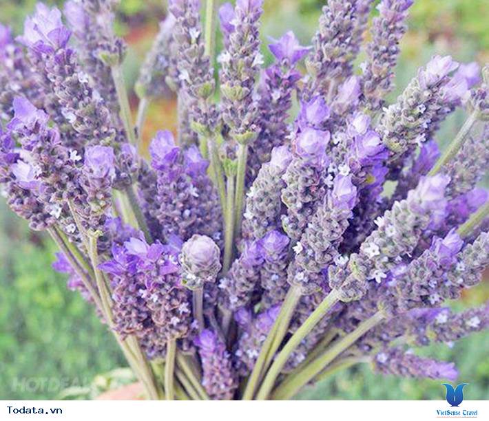 Lạc Lối Giữa Cánh Đồng Lavender Đà Lạt - Ảnh 10 Lạc Lối Giữa Cánh Đồng Lavender Đà Lạt - Ảnh 10