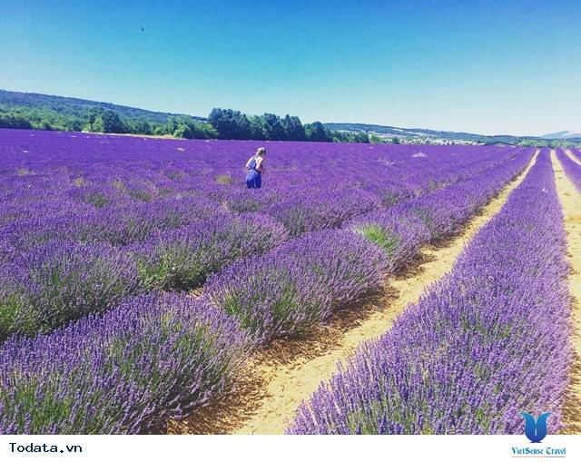 Lạc Lối Giữa Cánh Đồng Lavender Đà Lạt - Ảnh 2 Lạc Lối Giữa Cánh Đồng Lavender Đà Lạt - Ảnh 2