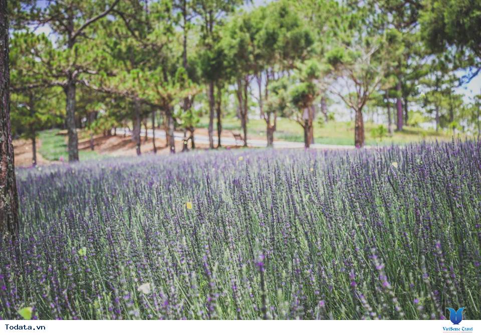 Lạc Lối Giữa Cánh Đồng Lavender Đà Lạt - Ảnh 4 Lạc Lối Giữa Cánh Đồng Lavender Đà Lạt - Ảnh 4