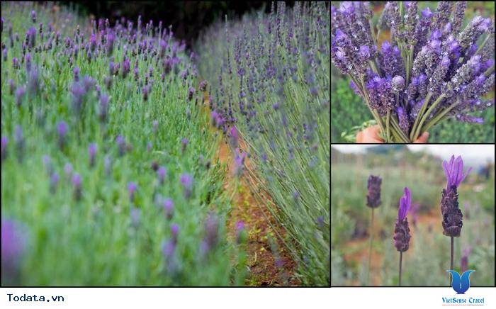 Lạc Lối Giữa Cánh Đồng Lavender Đà Lạt - Ảnh 1 Lạc Lối Giữa Cánh Đồng Lavender Đà Lạt - Ảnh 1