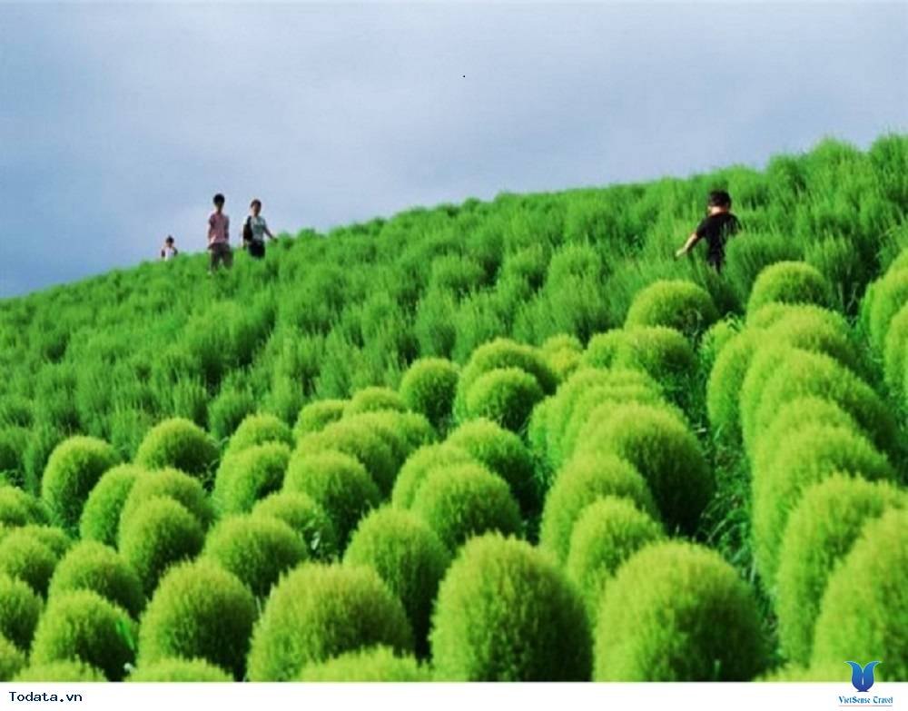 Lạc lối giữa thiên đường các loài hoa của Nhật Bản - Ảnh 2 Lạc lối giữa thiên đường các loài hoa của Nhật Bản - Ảnh 2