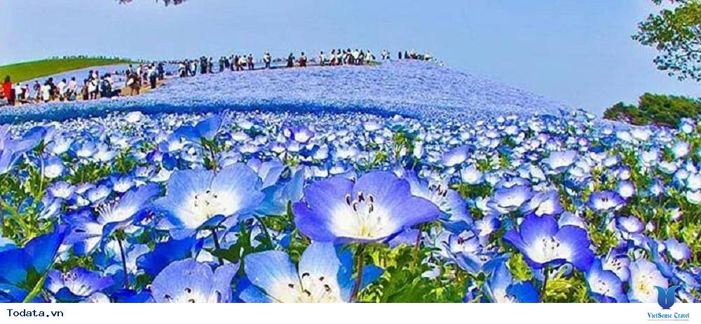 Lạc lối giữa thiên đường các loài hoa của Nhật Bản - Ảnh 1 Lạc lối giữa thiên đường các loài hoa của Nhật Bản - Ảnh 1