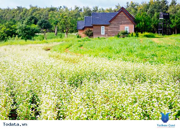 Lâm Đồng: Về Đơn Dương ngắm hoa tam giác mạch khoe sắc - Ảnh 1