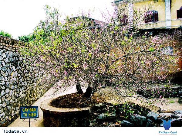 Lắng Nghe Câu Chuyện Về Cây Đào Tô Hiệu - Ảnh 4