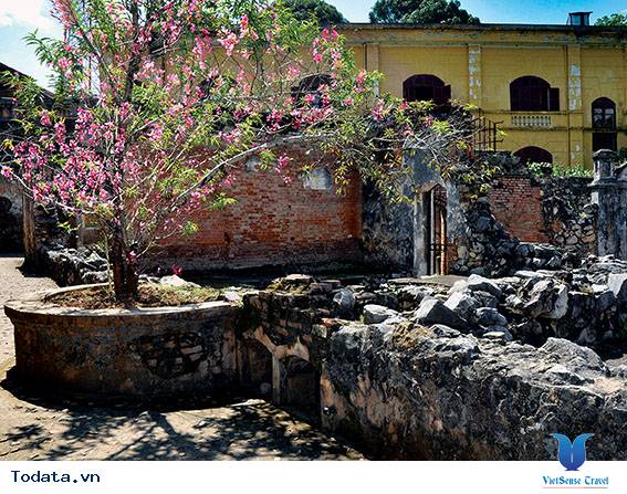 Lắng Nghe Câu Chuyện Về Cây Đào Tô Hiệu - Ảnh 2