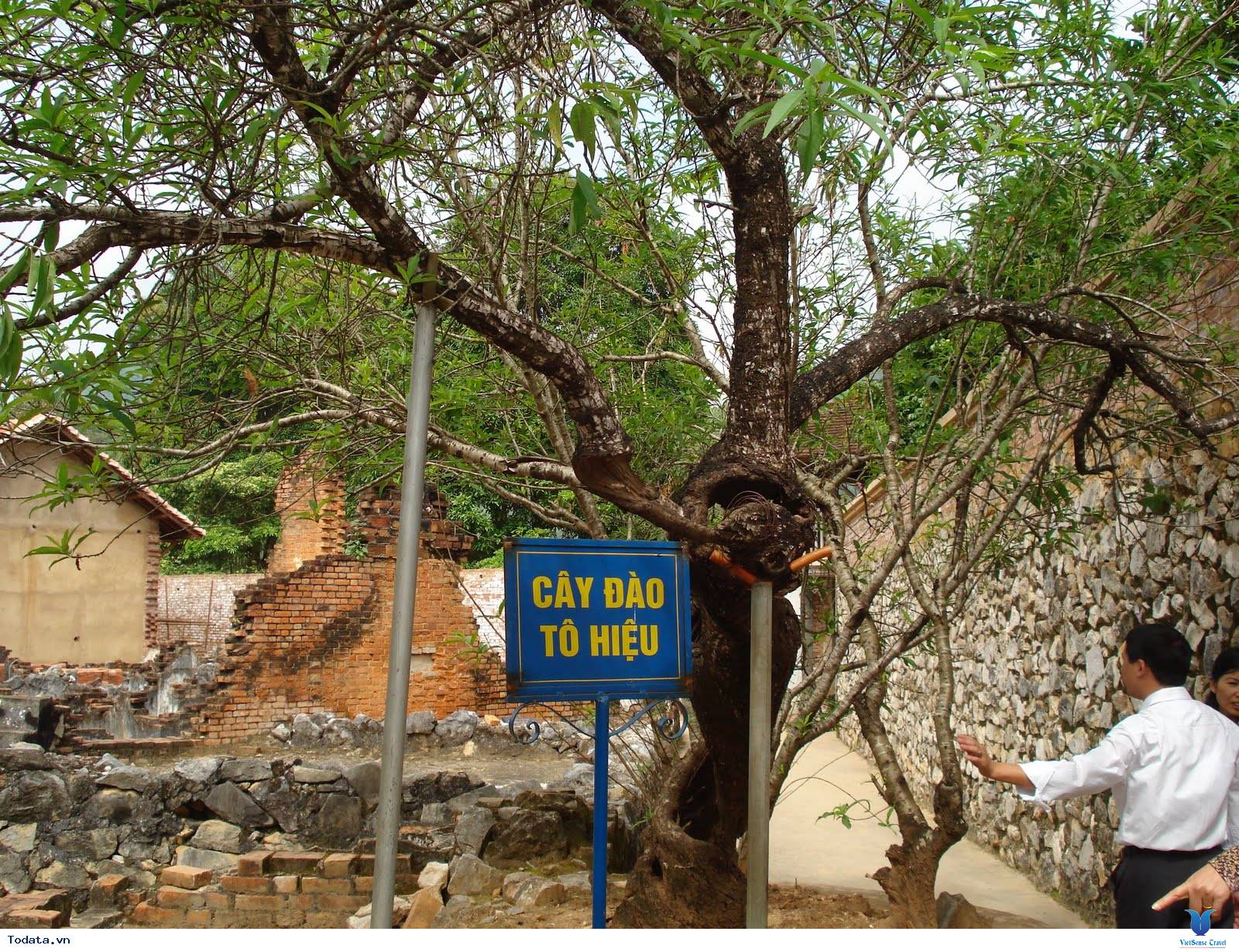 Lắng Nghe Câu Chuyện Về Cây Đào Tô Hiệu - Ảnh 3