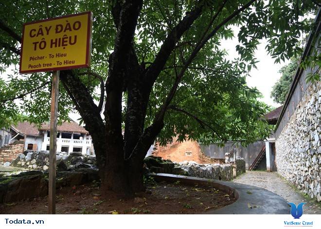 Lắng Nghe Câu Chuyện Về Cây Đào Tô Hiệu - Ảnh 5