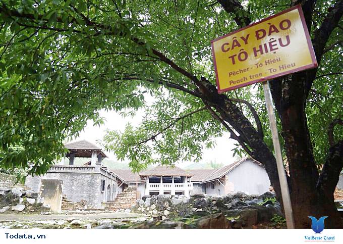 Lắng Nghe Câu Chuyện Về Cây Đào Tô Hiệu - Ảnh 1