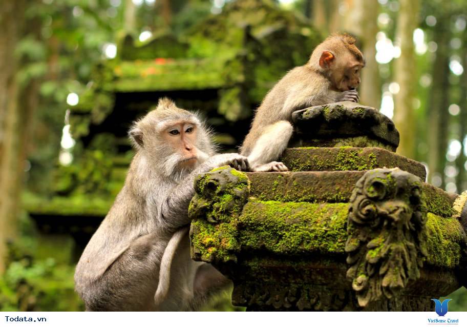 Lang thang vào miền đất Ubud - Ảnh 3 Lang thang vào miền đất Ubud - Ảnh 3