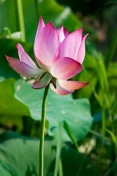 Lào Cai: Yên bình mùa sen - Ảnh 7