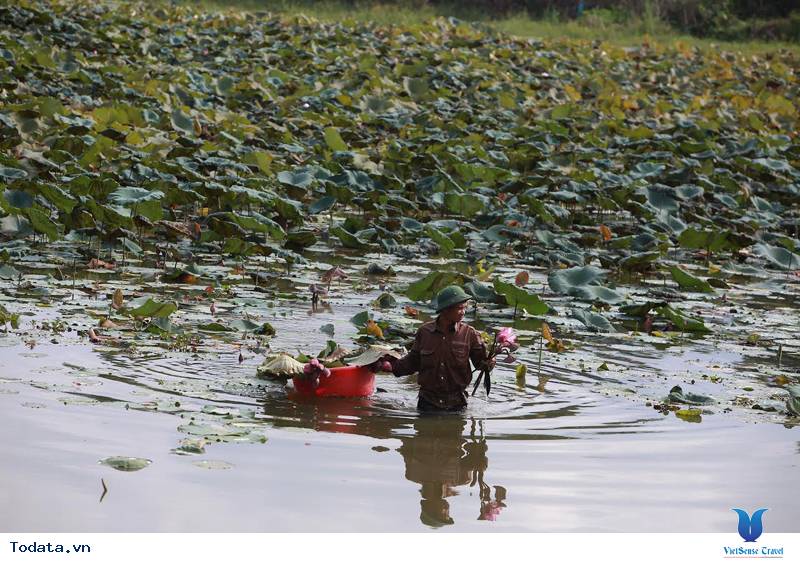 Lào Cai: Yên bình mùa sen - Ảnh 2