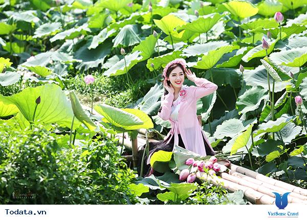 Lào Cai: Yên bình mùa sen - Ảnh 5