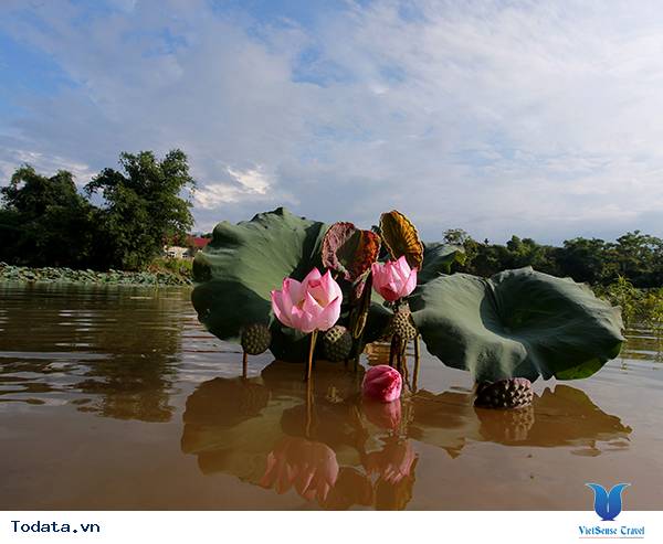 Lào Cai: Yên bình mùa sen - Ảnh 6