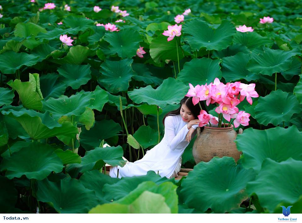 Lào Cai: Yên bình mùa sen - Ảnh 3