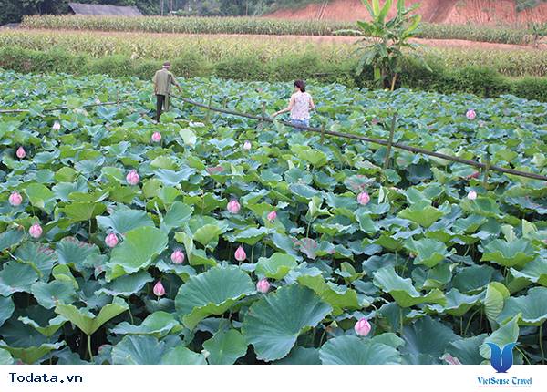Lào Cai: Yên bình mùa sen - Ảnh 1