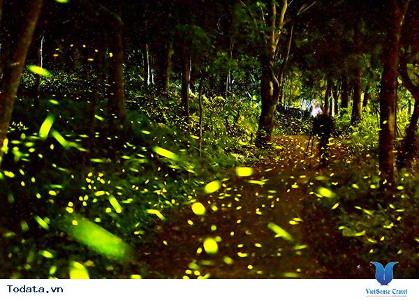 Lễ hội đom đóm Muju đẹp lung linh, huyền ảo - Ảnh 2
